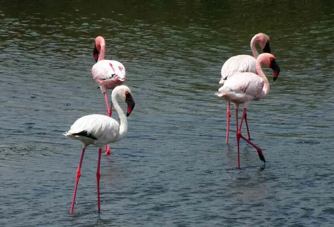 Leser Flamingos